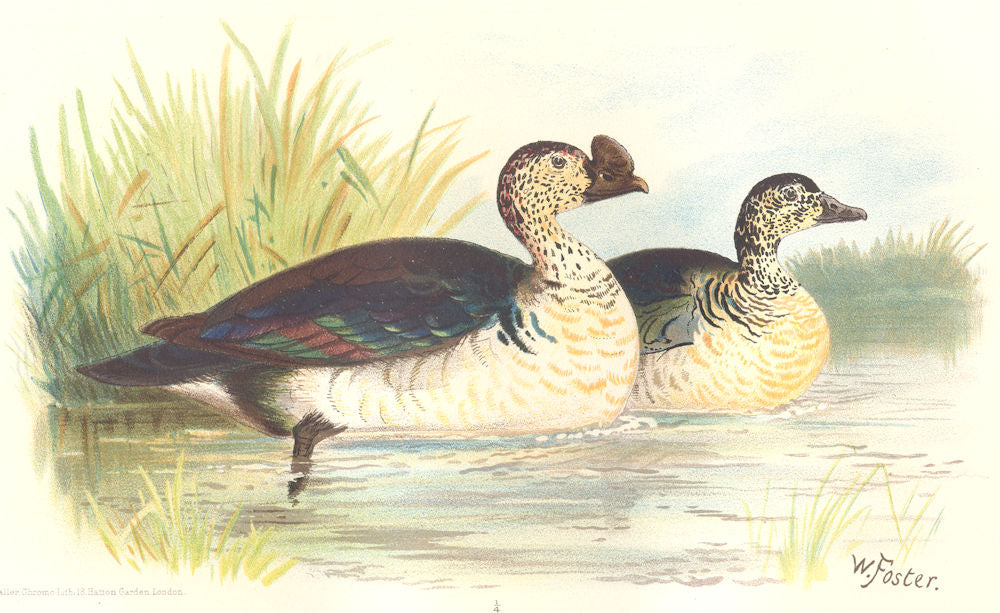 INDIAN GAME BIRDS. Comb Duck (Sarkidiornis Melanotus). Chromolitho. FINN 1915